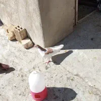 ماده اصفهانی