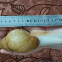 حلزون|خزنده|قم, سید معصوم|دیوار