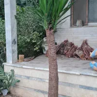 درخت یوکا پنج ساله|گل و گیاه طبیعی|ساری, |دیوار