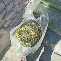 ذرت علوفه ای|حیوانات مزرعه|سیرجان, |دیوار