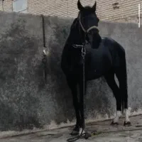 اسب نر4ساله اروم یورقه