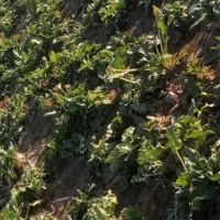 چغندر بومی درشت