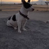 واگزاری سگ جک راسل|سگ|کنگاور, |دیوار