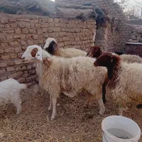 میش جوان|حیوانات مزرعه|سرایان, |دیوار