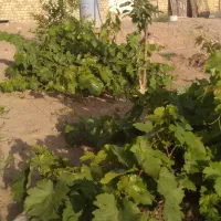 زمین جاده قمصر|فروش زمین و ملک کلنگی|کاشان, صفی آباد|دیوار