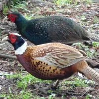 جوجه جهت پرورش