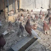 کبوتر پور|پرنده|شهرکرد, |دیوار