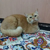 گربه|گربه|گلبهار, نوبهار|دیوار