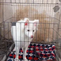 سگ اشپیز  پامر.