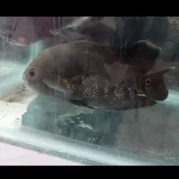 اسکار معاوضه بالجن خوار باپنکوسی گوشتخوار