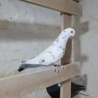 کبوتر پرشی|پرنده|پاکدشت, پاکدشت (مامازند)|دیوار