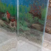 آکواریوم شیشه خم|ماهی|مریوان, |دیوار