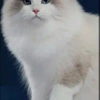 رگدال|گربه|قم, زنبیل آباد|دیوار