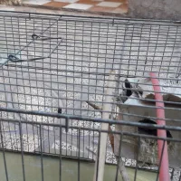 جفت فنج زیبا|پرنده|کرمان, |دیوار