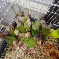 گرین سرلاکی و جفتکاه بالغ