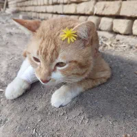 واگذاری رایگان گربه نر نارنجی