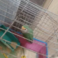 عروس هلندی . طوطی دونه ۱ میلیون(تخفیف داره)|پرنده|مسجد سلیمان, |دیوار