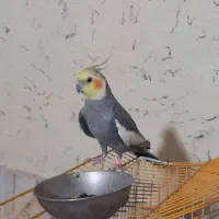 عروس هلندی سخنگو دستی|پرنده|رضویه, |دیوار