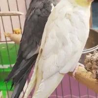 ۲ عدد عروس هلندی و ۱ جوجه باقفس و لوازم