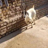 بز آبستن دوقلوزا جوان 55 kilo|حیوانات مزرعه|قزوین, |دیوار