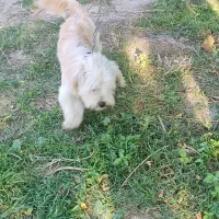 سگ زیبا عال.یی