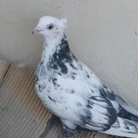 کبوتر پرشی