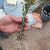 قلم رز سامورایی