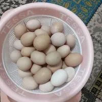 تخم نطفه دار لاری