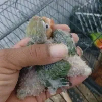 جوجه برزیلی سرلاکی|پرنده|بندر دیر, |دیوار