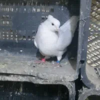 سلام ۳جفت کبوتر به فروش میرسد|پرنده|شاهرود, |دیوار