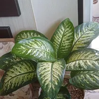 فروش گل آپارتمان