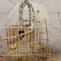 عروس طوتی|پرنده|محمدیه-قزوین, |دیوار