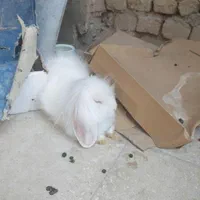 خرگوش لوپ اصل|موش و خرگوش|کاشان, کارگر|دیوار