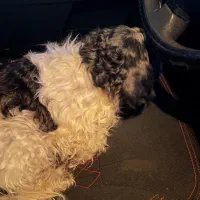 سگ گمشده|حیوانات|تبریز, |دیوار