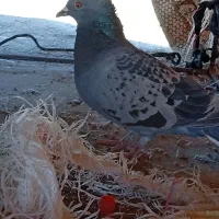 سبز پولک کاکلی ماده پولکی نر