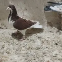 کبوتر پرشی|پرنده|اسفرورین, |دیوار