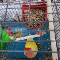 کوتوله دستی معاوضه با سبز سریلاکی|پرنده|قم, نیروگاه|دیوار