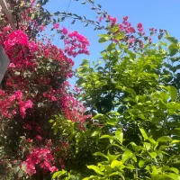 باغ-کوچه-باغ-خاطره-20-هزار-متر-سند-شش-دانگ