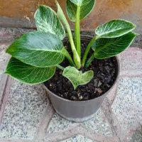 گلهای زیبا|گل و گیاه طبیعی|اردبیل, |دیوار