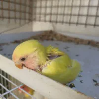 طوطی برزیلی