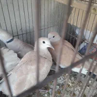 کبوتر خانگی|پرنده|زابل, |دیوار