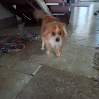 فروش سگ|سگ|رفسنجان, |دیوار