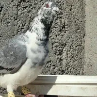 قره کرمونی .بزک|پرنده|کاشان, شهرک صنعتی امیرکبیر ۲|دیوار