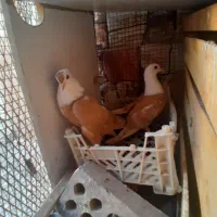دوتاکله سفیدپرتغالی معاوضه بادمسفیددرشت