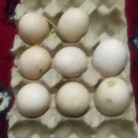 تخم لاری اصیل