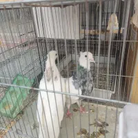 کبوتر طوقی|پرنده|یاسوج, |دیوار