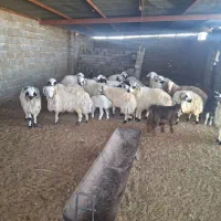 بره سفید شاخی لب سیاه صادراتی