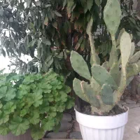 گیاه. شمعدانی و کاکتوس