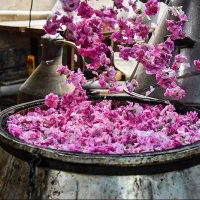 تور گلابگیری کاشان