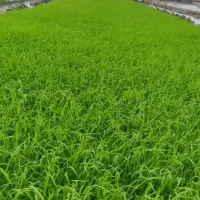 نشا برنج طارم هاشمی